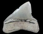 Serrated, Posterior Megalodon Tooth - Georgia #39263-1
